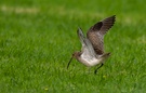 Großer Brachvogel