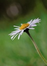 Gänseblümchen