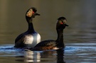 Schwarzhalstaucher (Podiceps nigricollis)