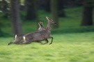Flüchtende Rehe