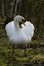Höckerschwan
