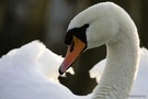 Höckerschwan die Zweite