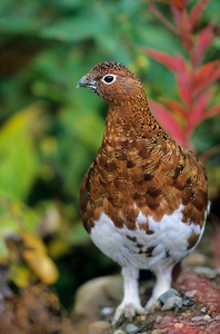 Moorschneehuhn