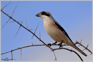 Schwarzstirnwürger (Lanius minor)