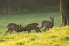 Rehe im frühen Licht