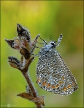 Taubläuling - Polyommatus icarus