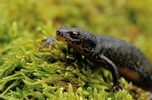 Bergmolchweibchen (Triturus alpestris)