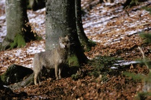 Wolf (Canis lupus)