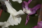 Hohler Lerchensporn