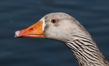 Gänseportrait