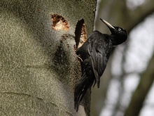 Der schwarze Bauherr ...