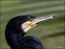 Kormoran - Phalacrocorax carbo