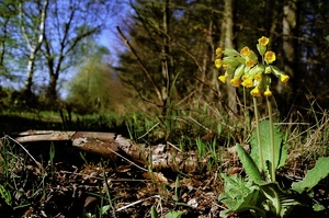 Priemel am Waldrand