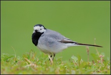 Bachstelze (Motacilla alba)