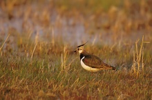 Kiebitz (Vanellus vanellus) im Abendlicht