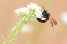 Andrena pilipes