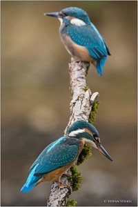 Zwei Jungvögel aus verschiedenen Bruten