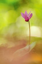 Cyclamen purpurascens