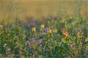 ~Wenn der Tag erwacht~