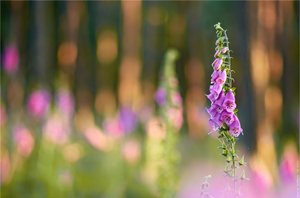 Ein Sommerabend im Wald