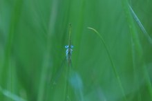 Blau in Grün