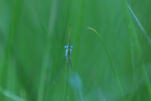 Blau in Grün