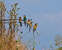 Bienenenfresser mit grosser Libelle (Serie Wildes Deutschland)