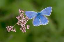 Himmelblauer Bläuling