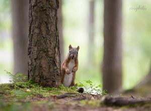 Ein Männlein steht im Walde