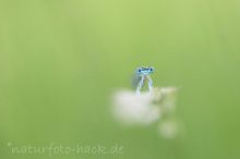 Auf Wolke Sieben