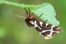 Brauner Bär bei der Eiablage