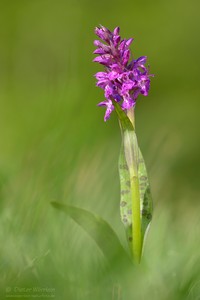 Breitblättriges Knabenkraut