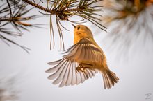 Wintergoldhähnchen im Anflug