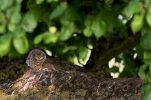 "very" little Owl