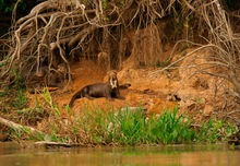 Familie Riesenotter