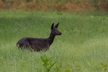 Sie war bei den Rehböcken (und beim Fotografen) das Objekt der Begierde.