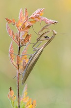 Herbstlich