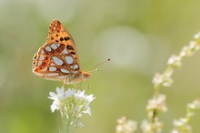 Kleiner Perlmutterfalter