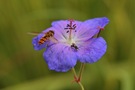 Hainschwebfliege und Maskenbiene ....
