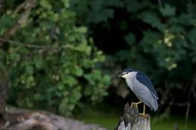 Nachtreiher - night heron - (Nycticorax nycticorax)