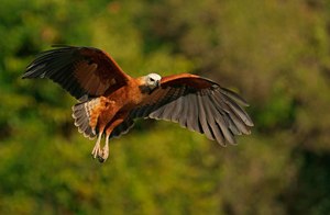 Fischbussard  (Busarellus nigricollis)