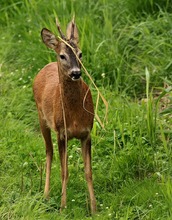 Geschmückter Bock