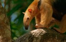 Kleiner Ameisenbär oder Tamandua