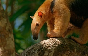 Kleiner Ameisenbär oder Tamandua