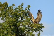 Seeadler