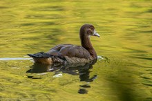 Im goldenen Wasser...