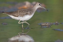 Waldwasserläufer