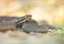 Vipera Berus