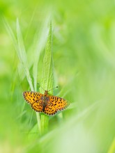 Boloria selene