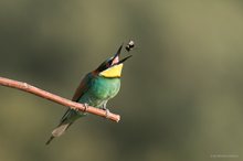 Bienenfresser jongliert Hummel